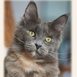 Sacred Spirit's Chatima