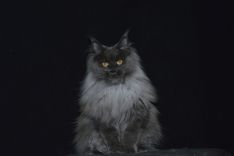 Vanila Akbars - Adult maine-coon 2 years 10 months 1 week