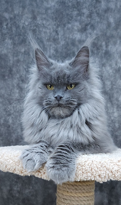 Vanila Akbars - Adult maine-coon 5 years 5 months 4 weeks