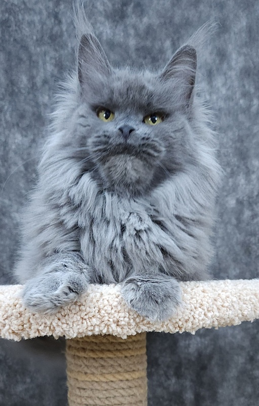 Vanila Akbars - Adult maine-coon 5 years 5 months 4 weeks