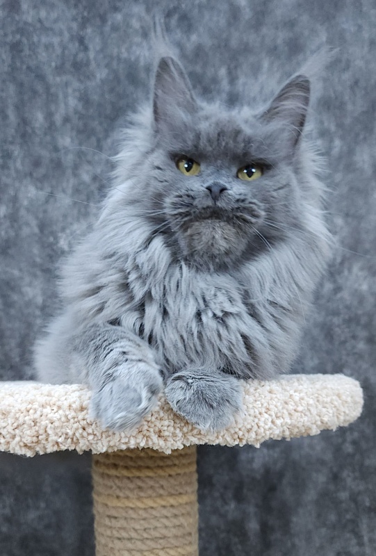 Vanila Akbars - Adult maine-coon 5 years 5 months 4 weeks