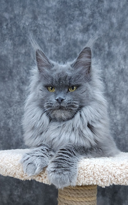 Vanila Akbars - Adult maine-coon 5 years 5 months 4 weeks