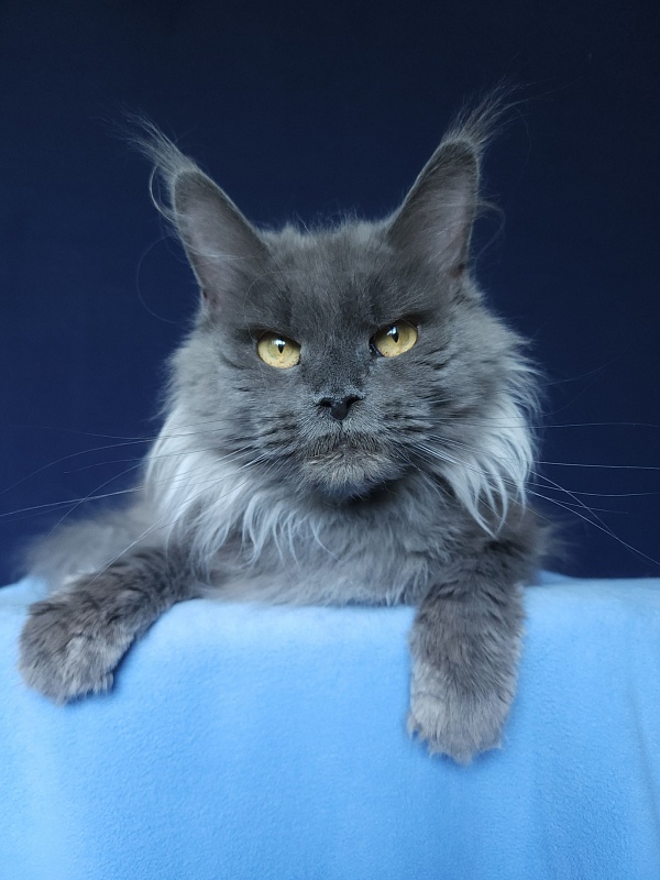 Vanila Akbars - Adult maine-coon 5 years 5 months 4 weeks