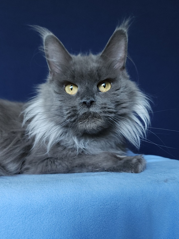 Vanila Akbars - Adult maine-coon 5 years 5 months 4 weeks