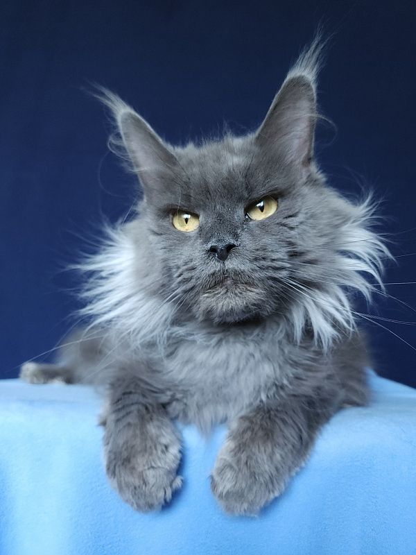 Vanila Akbars - Adult maine-coon 5 years 5 months 4 weeks