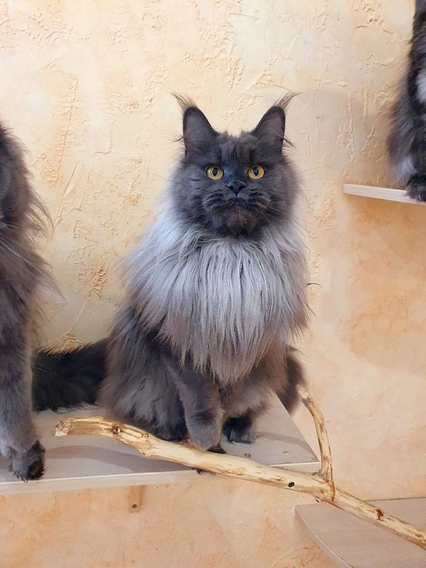 Vanila Akbars - Adult maine-coon 2 years 10 months 1 week