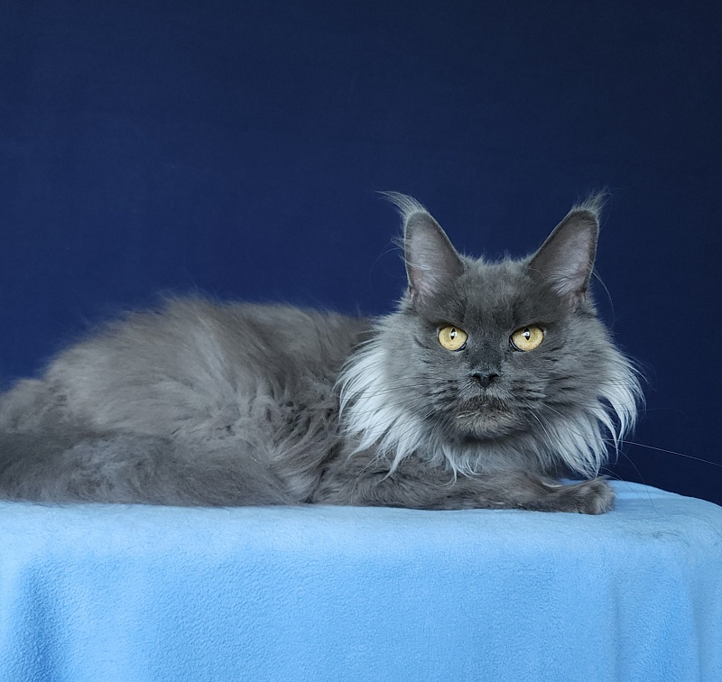 Vanila Akbars - Adult maine-coon 5 years 5 months 4 weeks