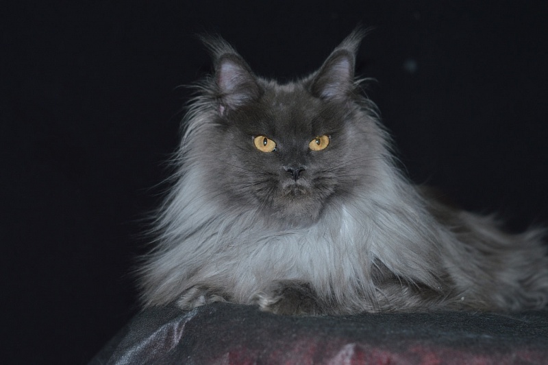 Vanila Akbars - Adult maine-coon 2 years 10 months 1 week