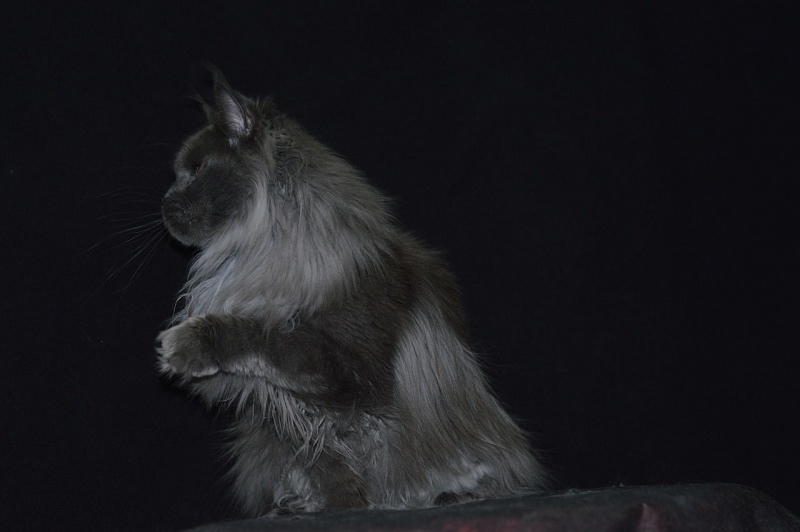 Vanila Akbars - Adult maine-coon 2 years 10 months 1 week