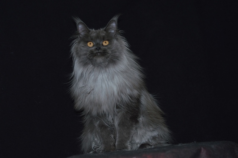 Vanila Akbars - Adult maine-coon 2 years 10 months 1 week