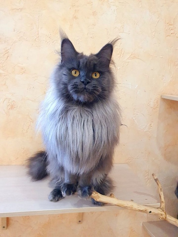 Vanila Akbars - Adult maine-coon 2 years 10 months 1 week