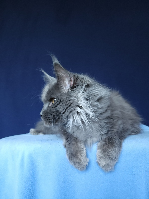 Vanila Akbars - Adult maine-coon 5 years 5 months 4 weeks