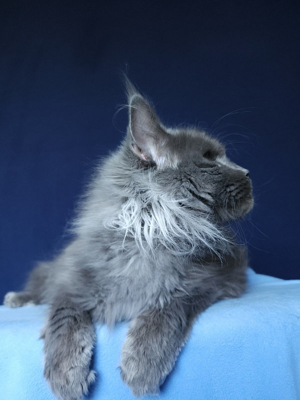 Vanila Akbars - Adult maine-coon 5 years 5 months 4 weeks