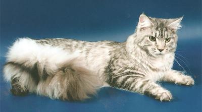 Magic Tale Lucky Silver Girl - мейн-кун