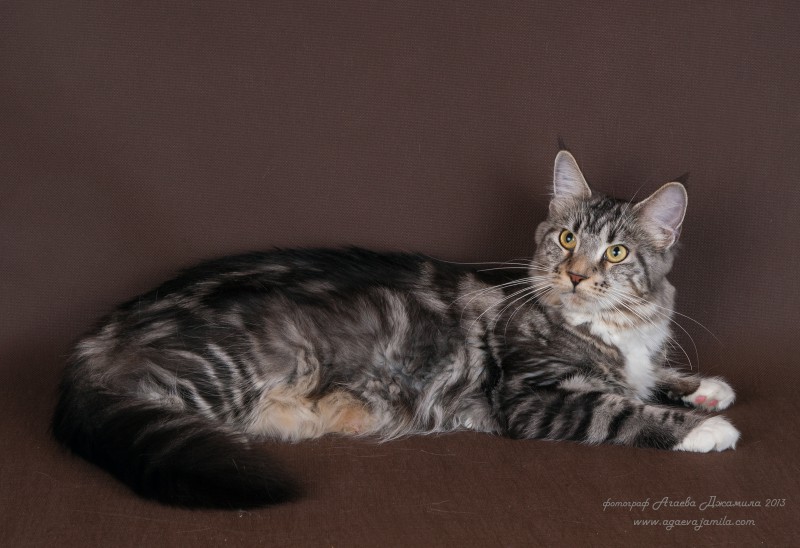 Ashatan Nikoletta - maine-coon