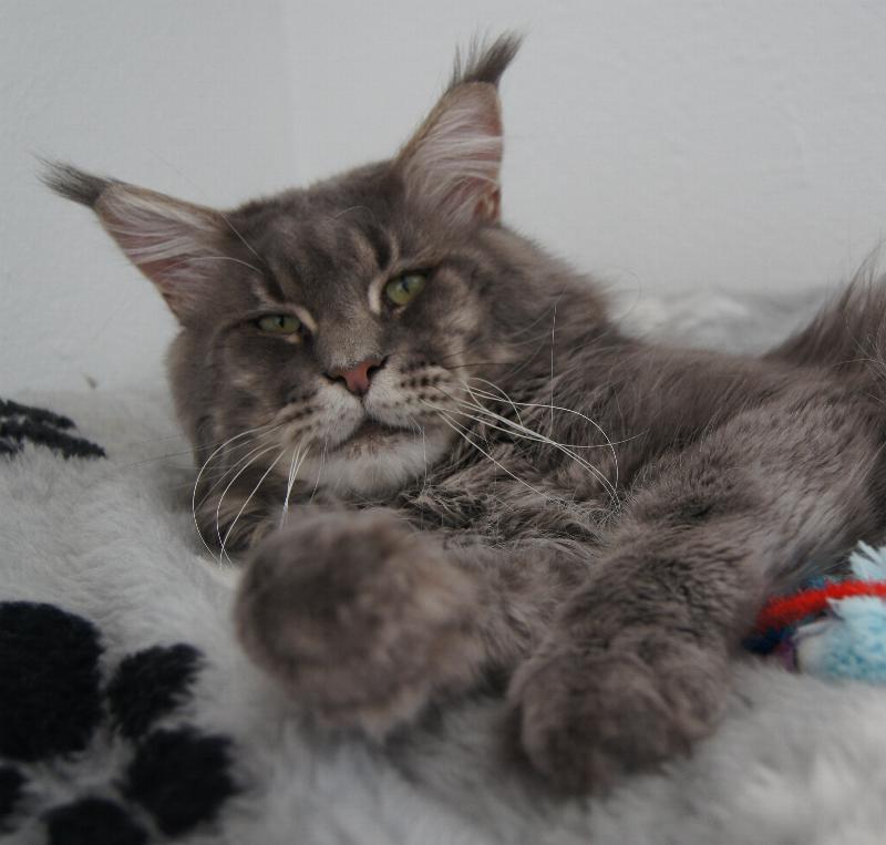 Big Giant's Resort's Zebulon - мейн-кун