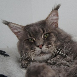 Big Giant's Resort's Zebulon