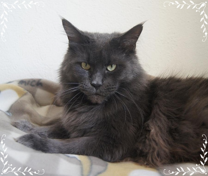 Ferriday's Blue Sky - мейн-кун