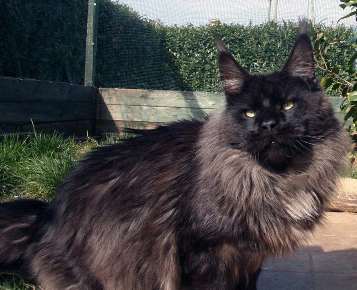 Leaena Papoose - мейн-кун