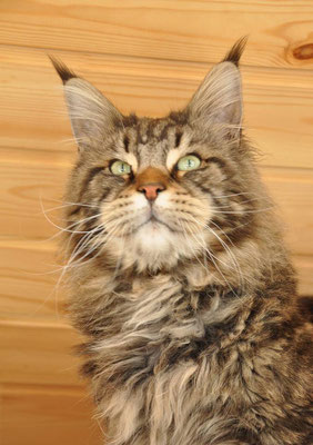 Pillowtalk's Da Masco - maine-coon