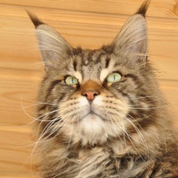 Pillowtalk's Da Masco