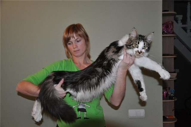 Justcoon's Cleve Land - мейн-кун