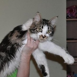 Justcoon's Cleve Land