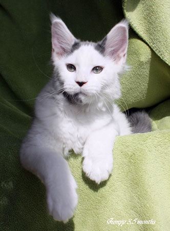 Energy Jump of CaDazz - мейн-кун