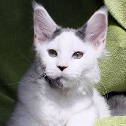 Energy Jump of CaDazz