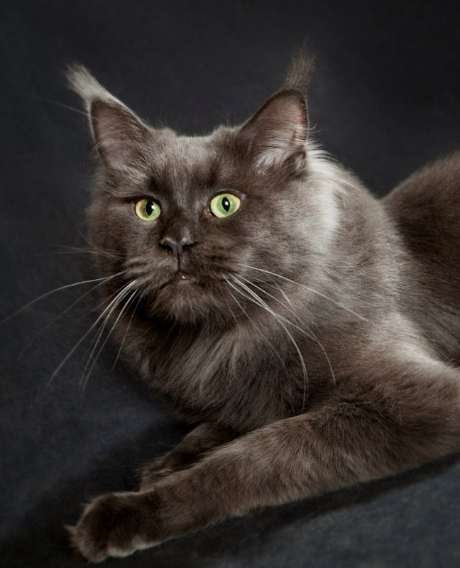 Timaracoon's Odyssee - maine-coon