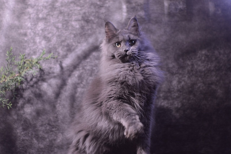 Winter Blue Akbars - Adult maine-coon 1 year 8 months