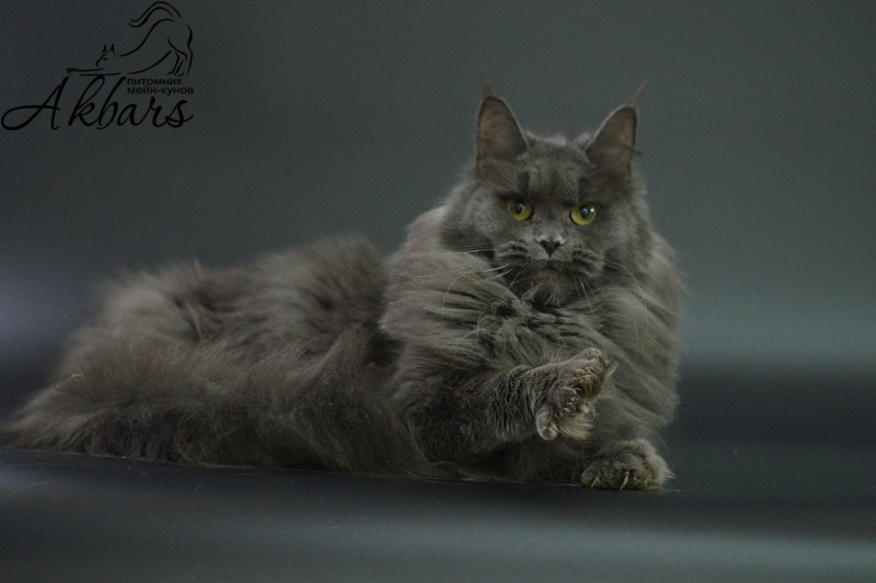 Winter Blue Akbars - Adult maine-coon 1 year 10 months 3 weeks