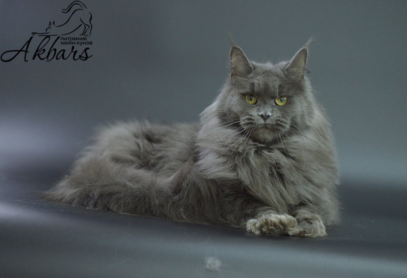 Winter Blue Akbars - Adult maine-coon 1 year 10 months 3 weeks