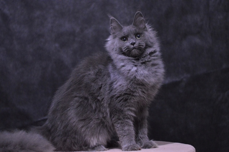 Winter Blue Akbars - Adult maine-coon 1 year 8 months
