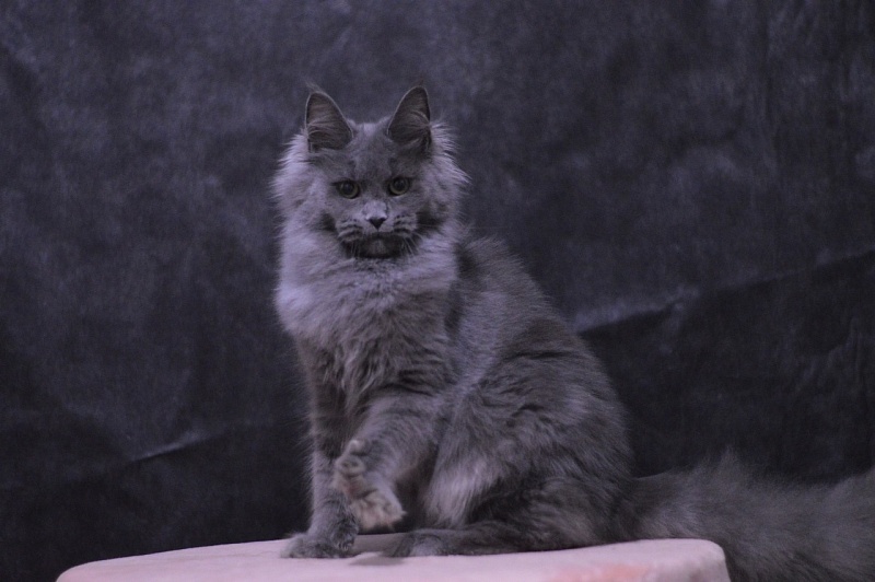 Winter Blue Akbars - Adult maine-coon 1 year 8 months
