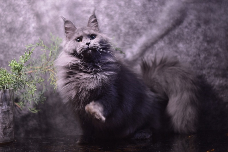 Winter Blue Akbars - Adult maine-coon 1 year 8 months