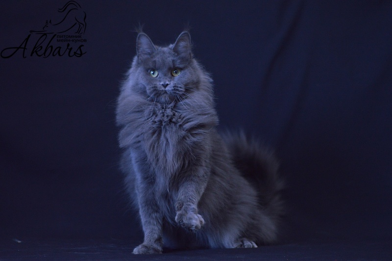 Winter Blue Akbars - Adult maine-coon 1 year 10 months 3 weeks
