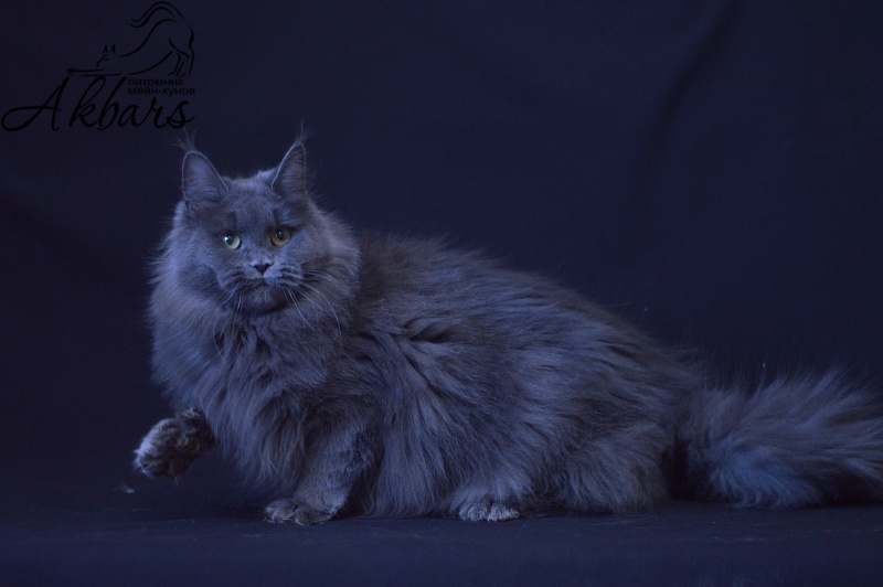 Winter Blue Akbars - Adult maine-coon 1 year 10 months 3 weeks