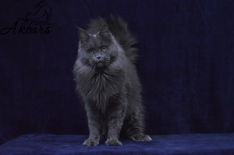 Winter Blue Akbars - Adult maine-coon 1 year 10 months 3 weeks