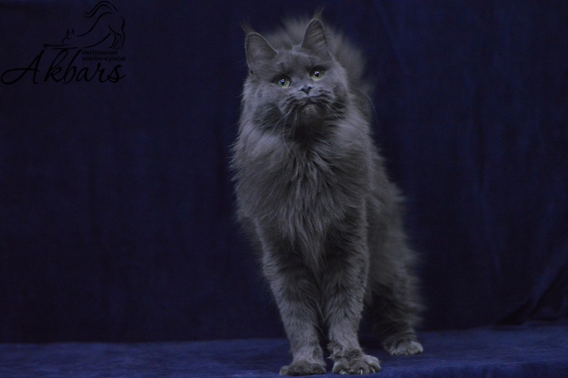 Winter Blue Akbars - Adult maine-coon 1 year 10 months 3 weeks