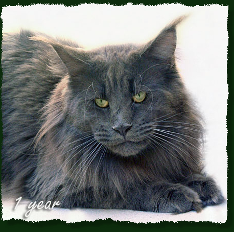 Langstteich's El Corazón - Взрослый мейн-кун 1 год 1 месяц 2,5 недели