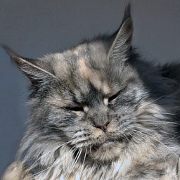 Mainefield's Amelie Poulain