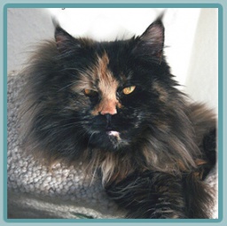 Summerplace Tessa - мейн-кун