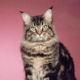 Koontucky King Arthur of Escape's