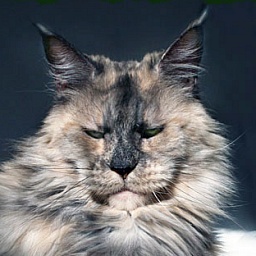 Galadriela Silvi-Cola