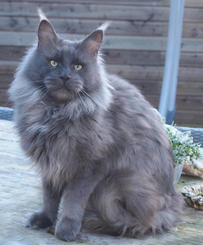Mainefield's UnForgettable - maine-coon