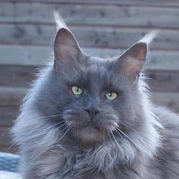 Mainefield's UnForgettable