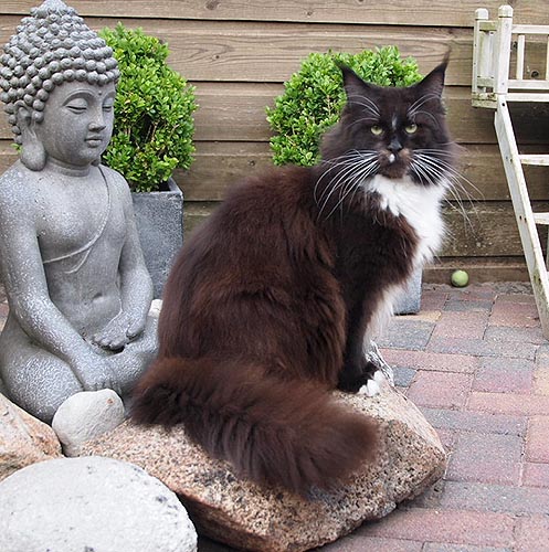 ConikaCoon Pricilla - мейн-кун 08.06.2016