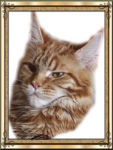 Dreamola Amunda - мейн-кун