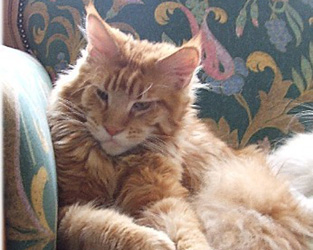 Zak-Ah-Ree Silvi-Cola - maine-coon